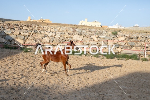 الاهتمام والعناية بالأحصنة في محميات المملكة الطبيعية، مزارع تدريب وترويض الحصان في السعودية،ارتباط تربية الخيول العربية بالأصالة والعراقة، خيل عربي أصيل بني اللون