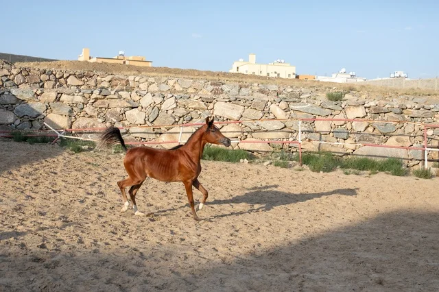 The care and attention to horses in the natural reserves of the Kingdom, training and taming horse farms in Saudi Arabia, the connection of breeding Arabian horses to authenticity and heritage, a purebred Arabian horse of brown color.