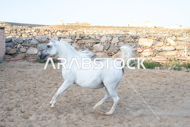 ارتباط تربية الخيول العربية بالأصالة والعراقة، مزارع تدريب وترويض الحصان في السعودية، الاهتمام والعناية بالأحصنة في محميات المملكة الطبيعية،خيل عربي أصيل ابيض اللون