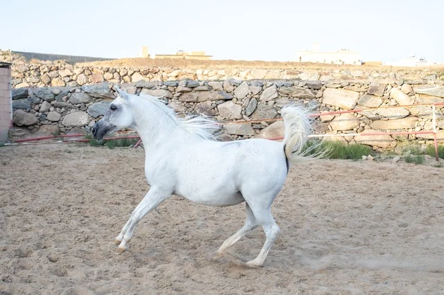 ارتباط تربية الخيول العربية بالأصالة والعراقة، مزارع تدريب وترويض الحصان في السعودية، الاهتمام والعناية بالأحصنة في محميات المملكة الطبيعية،خيل عربي أصيل ابيض اللون