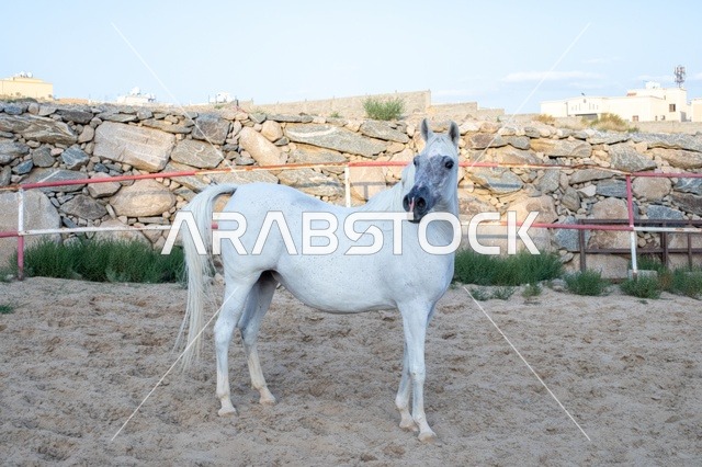 ارتباط تربية الخيول العربية بالأصالة والعراقة، مزارع تدريب وترويض الحصان في السعودية، الاهتمام والعناية بالأحصنة في محميات المملكة الطبيعية،خيل عربي أصيل ابيض اللون