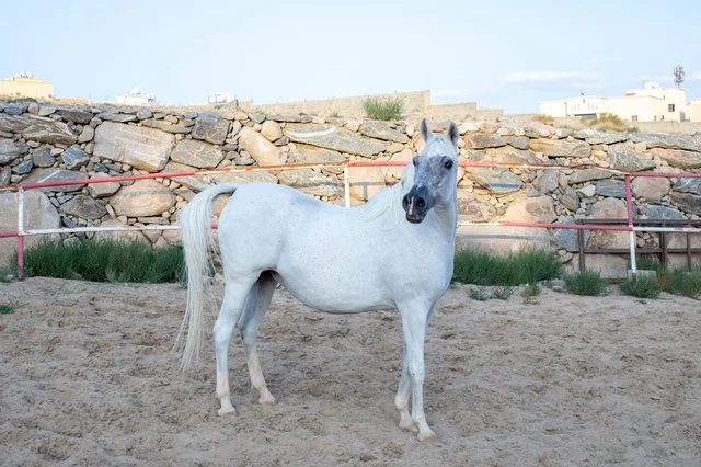 The connection between breeding Arabian horses and authenticity and heritage, training and taming horse farms in Saudi Arabia, the care and attention given to horses in the natural reserves of the Kingdom, purebred white Arabian horses.