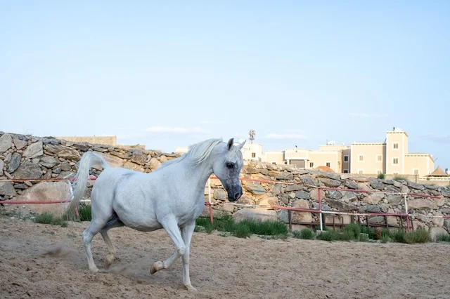 The connection between breeding Arabian horses and authenticity and heritage, training and taming horse farms in Saudi Arabia, the care and attention given to horses in the natural reserves of the Kingdom, purebred white Arabian horses.