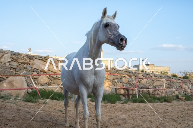 The connection between breeding Arabian horses and authenticity and heritage, training and taming horse farms in Saudi Arabia, the care and attention given to horses in the natural reserves of the Kingdom, purebred white Arabian horses.
