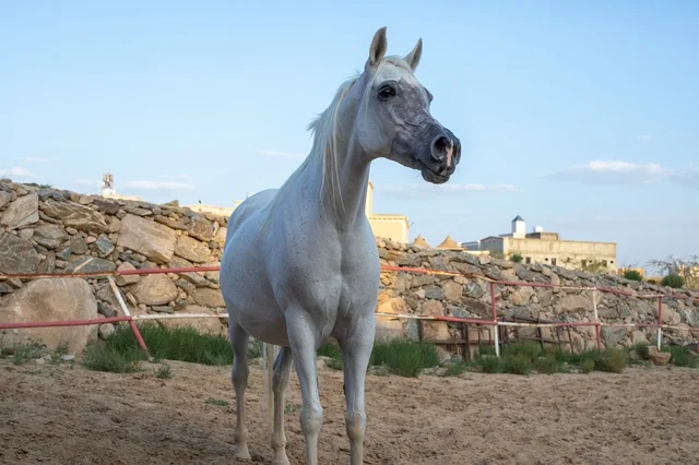 The connection between breeding Arabian horses and authenticity and heritage, training and taming horse farms in Saudi Arabia, the care and attention given to horses in the natural reserves of the Kingdom, purebred white Arabian horses.