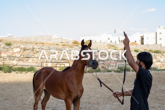 ممارسة رياضة الفروسية والانشطة الترفيهية، مهرجان الخيل العربي  ، سباق الخيل