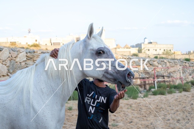 ممارسة رياضة الفروسية والانشطة الترفيهية، مهرجان الخيل العربي  ، سباق الخيل