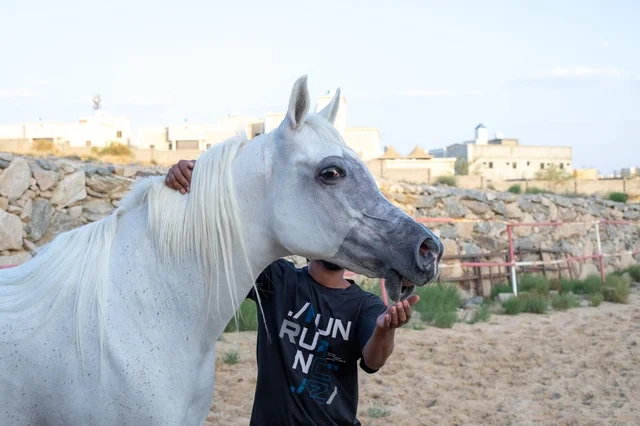 Practicing equestrian sports and recreational activities, Arab horse festival, horse racing.