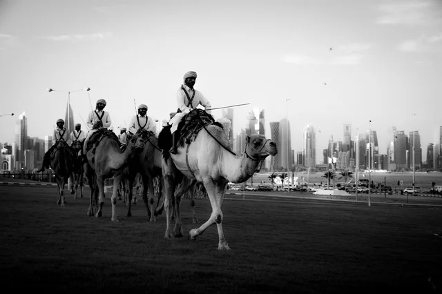 Competitors riding camels in the camel racing, Saudi Camel Racing Federation, a group of camels in the camel racing, camel racing sport in the Kingdom of Saudi Arabia, the launch of the Crown Prince's Camel Festival in Taif, Taif Governorate Camel Racing Arena, inheriting the love of camels from ancestors.