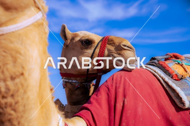 الاتحاد السعودي للهجن، مجموعة من حيوانات الجمل في سباق الهجن، صورة مقربة لجمل في سباق، رياضة سباق الهجن في المملكة العربية السعودية، انطلاق مهرجان ولي العهد للهجن في الطائف، ميدان محافظة الطائف لسباقات الهجن، توارث حب النوق من الأجداد،