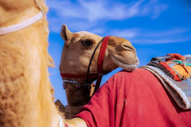 الاتحاد السعودي للهجن، مجموعة من حيوانات الجمل في سباق الهجن، صورة مقربة لجمل في سباق، رياضة سباق الهجن في المملكة العربية السعودية، انطلاق مهرجان ولي العهد للهجن في الطائف، ميدان محافظة الطائف لسباقات الهجن، توارث حب النوق من الأجداد،