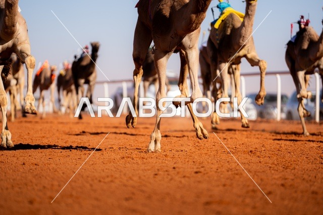 مجموعة من حيوانات الجمل في سباق الهجن، الاتحاد السعودي للهجن، رياضة سباق الهجن في المملكة العربية السعودية، انطلاق مهرجان ولي العهد للهجن في الطائف، ميدان محافظة الطائف لسباقات الهجن، توارث حب ورعاية النوق من الأجداد، عرض أجود انواع النوق في السعوديه