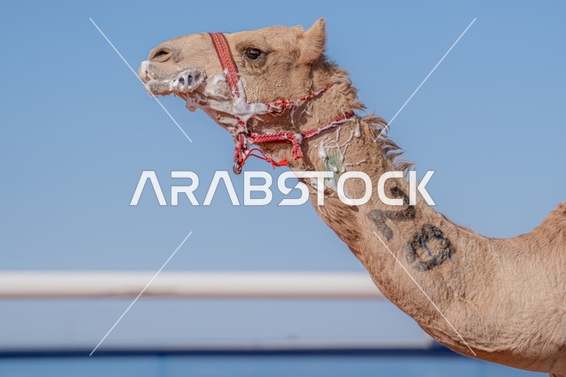 الاتحاد السعودي للهجن، مجموعة من حيوانات الجمل في سباق الهجن، صورة مقربة لناقة جمل مطبوع عليها الرقم الخاص له، رياضة سباق الهجن في المملكة العربية السعودية، انطلاق مهرجان ولي العهد للهجن في الطائف، ميدان محافظة الطائف لسباقات الهجن، توارث حب النوق من الأجداد،