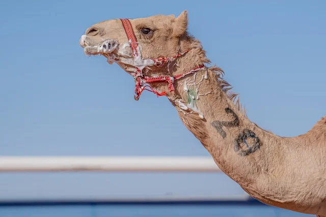 The Saudi Camel Racing Federation, a group of camels in camel racing, a close-up image of a she-camel with its specific number printed on it, the sport of camel racing in the Kingdom of Saudi Arabia, the launch of the Crown Prince's Camel Festival in Taif, the Taif Governorate racetrack for camel racing, inheriting the love of camels from ancestors.