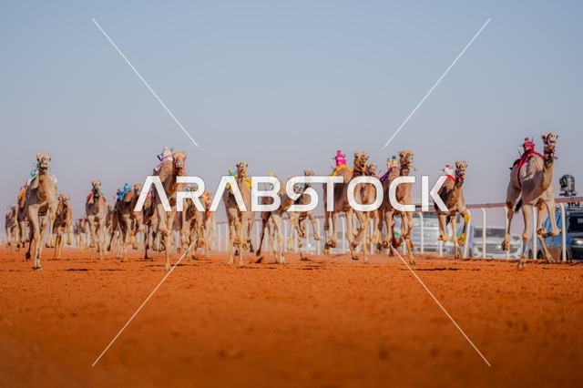 A group of camels in a camel racing event, the Saudi Camel Racing Federation, the sport of camel racing in the Kingdom of Saudi Arabia, the launch of the Crown Prince Camel Festival in Taif, the Taif Governorate Camel Racing Track, the inherited love and care for camels from ancestors, showcasing the finest types of camels in Saudi Arabia.