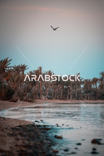 Marine tourist attractions at dawn, the beauty of the sea and the tranquility of the natural atmosphere during the first moments of sunrise, the natural scenery on the beaches of Umluj in the city of Tabuk, the page of clear blue waters, the beaches of the Kingdom of Saudi Arabia, places for tourism and enjoying pleasant time.