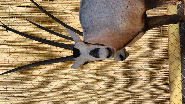 معرض الصقور والصيد السعودي بالرياض، عرض حيوان المها العربي،  رمز الأصالة والحياة البرية في الجزيرة