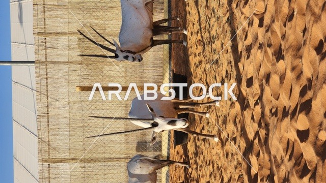 معرض الصقور والصيد السعودي بالرياض، عرض حيوان المها العربي،  رمز الأصالة والحياة البرية في الجزيرة