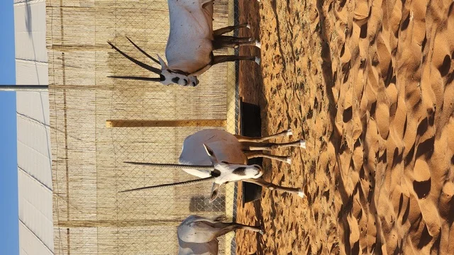 The Saudi Falcons and Hunting Exhibition in Riyadh showcased the Arabian Oryx, a symbol of authenticity and wildlife in the peninsula.