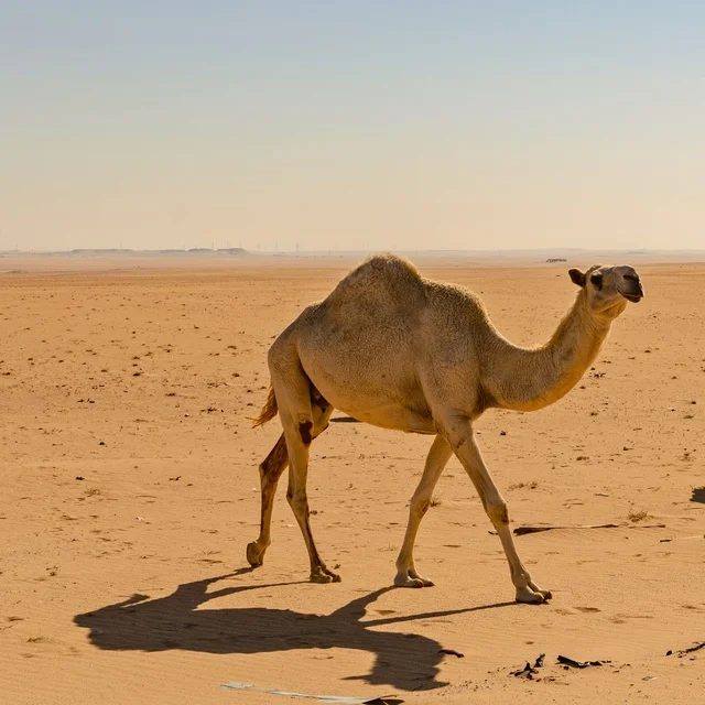 Breeding camels and dromedaries in the natural reserves of the Kingdom of Saudi Arabia, a purebred Arabian camel walking through the desert during the day, the hills and soft golden sand dunes, the care and attention to livestock and mammals in the deserts.