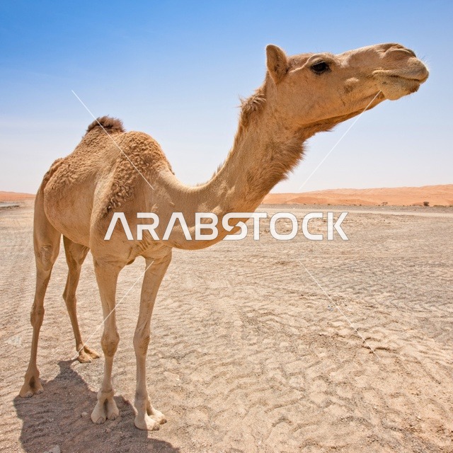 تربية الجمال والابل في المحميات الطبيعية في المملكة العربية السعودية ، جمل عربي أصيل يسير وسط الصحراء نهاراً، التلال و الكثبان الرملية الذهبية الناعمة، الاهتمام ورعاية المواشي والثديات في الصحاري