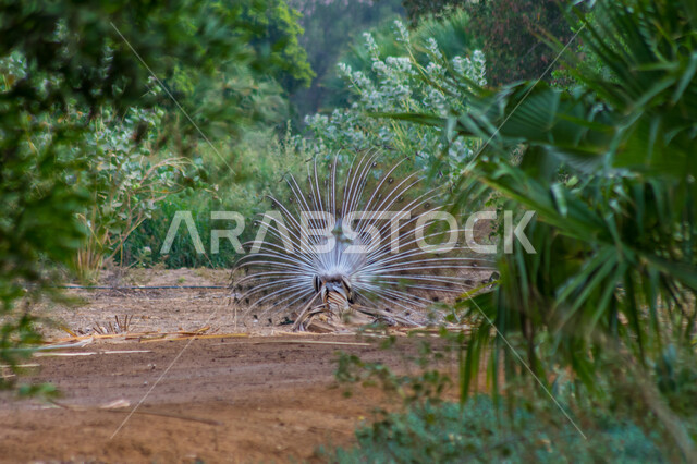صورة جمالية من الخلف لطائر الطاووس الجميل في محمية طبيعية ، طيور أليفة ، الطبيعة في المملكة العربية السعودية