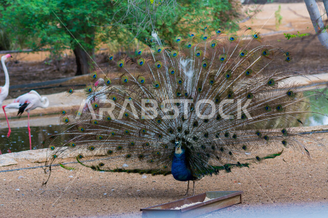 صورة جمالية لطائر الطاووس الجميل بجانب طيور الفلامينغو الوردية في محمية طبيعية ، طيور أليفة و جذابة ، الطبيعة في المملكة العربية السعودية