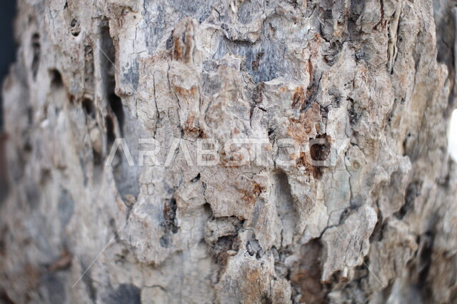 صورة مقربة لجذع الشجرة في مزارع السعودية ، قطع الاشجار ، صناعة الأخشاب ،الطبيعة في المملكة العربية السعودية 