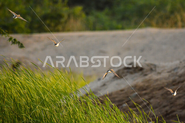 A close-up of a green bee-eating bird, a distinctive bird with its colorful feathers, nature in Saudi Arabia, the warwar bird (the flask), a small-sized warwar bird with a long pointed and curved beak and large sharp wings
