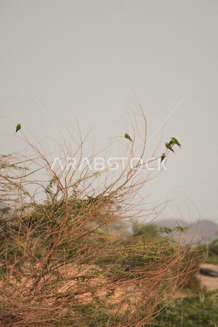 A close-up of a green bee-eating bird, a distinctive bird with its colorful feathers, nature in Saudi Arabia, the warwar bird (the flask), a small-sized warwar bird with a long pointed and curved beak and large sharp wings