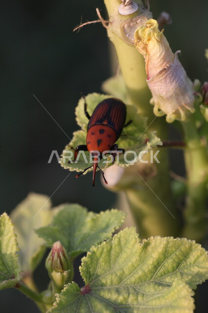 صورة مقربة لحشرة الدعسوقة على ساق الشجرة ، الخنفساء على ساق النباتات الخضراء ، الطبيعة في السعودية