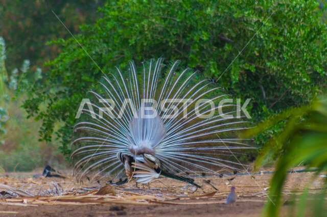 الطاووس الراقص في جدة بالسعودية ، صورة جمالية لطائر الطاووس في محمية طبيعية بالسعودية ، جمال المناظر الطبيعية في المملكة العربية السعودية ، طائر الطاووس الجميل ، طائر الطاووس ينشر ريشه الرائع والجذاب