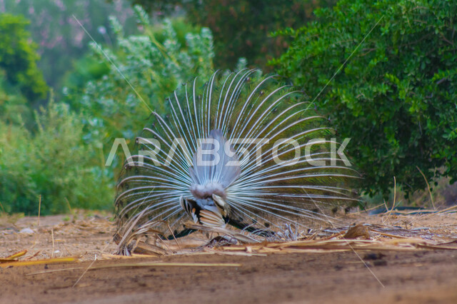الطاووس الراقص في جدة بالسعودية ، صورة جمالية لطائر الطاووس في محمية طبيعية بالسعودية ، جمال المناظر الطبيعية في المملكة العربية السعودية ، طائر الطاووس الجميل ، طائر الطاووس ينشر ريشه الرائع والجذاب