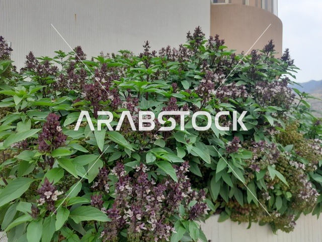 الطبيعة في السعودية،صورة مقربة لشجرة الريحان بالمملكة العربية السعودية،  الأشجار والنباتات الخضراء في منطقة الباحة ، اوراق شجرة الريحان، خلفية الطبيعة