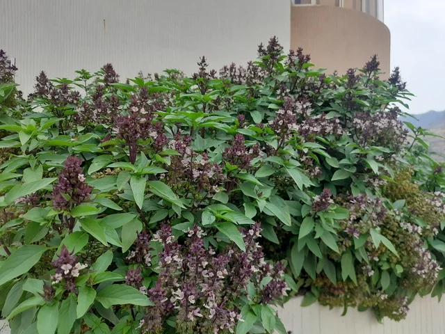 Nature in Saudi Arabia, a close-up of a basil tree in the Kingdom of Saudi Arabia, green trees and plants in the Al-Baha region, basil tree leaves, nature background.