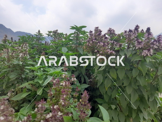 The natural trees and green plants during the day in the Al-Baha region, the scene of clouds and white cotton-like clouds in the sky of the Kingdom of Saudi Arabia, the background of nature.