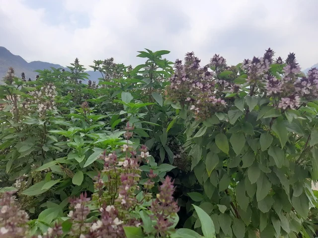 الأشجار الطبيعية والنباتات الخضراء في النهار في منطقة الباحة, مشهد الغيم والسحب البيضاء القطنية في سماء المملكة العربية السعودية، خلفية الطبيعه