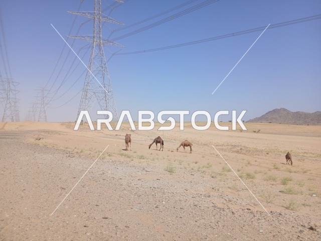 المحميات الطبيعية لرعي الجمال في منطقة الباحة، الاهتمام بتربية الابل في دول الخليج العربي، رعاية المواشي والثدييات في المملكة العربية السعودية، مجموعة من النوق العربية الاصيلة فوق الرمال الذهبية في الصحراء وقت النهار