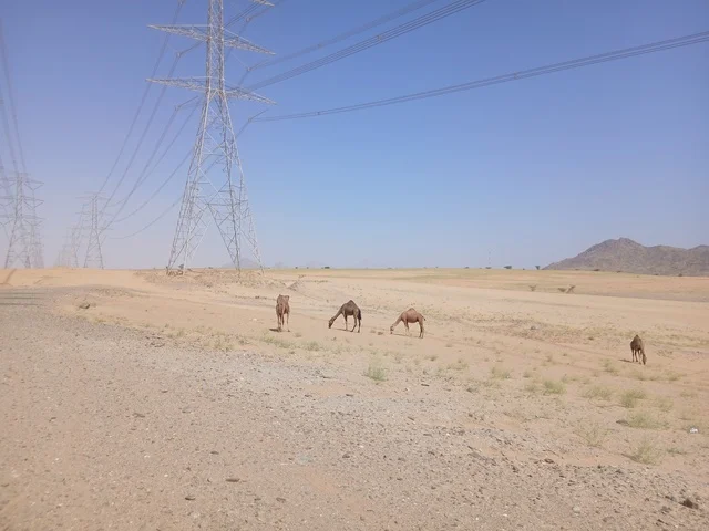 The natural reserves for grazing camels in the Al-Baha region, the interest in raising camels in the Gulf Arab countries, the care of livestock and mammals in the Kingdom of Saudi Arabia, a group of purebred Arabian camels on the golden sands in the desert during the day.