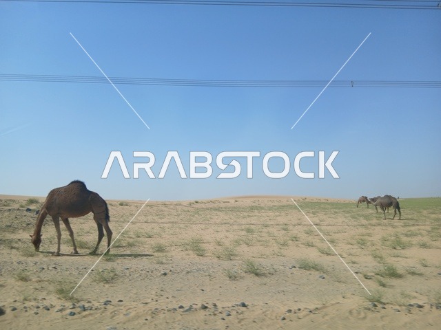 The natural reserves for grazing camels in the Al-Baha region, the interest in raising camels in the Gulf Arab countries, the care of livestock and mammals in the Kingdom of Saudi Arabia, a group of purebred Arabian camels on the golden sands in the desert during the day.