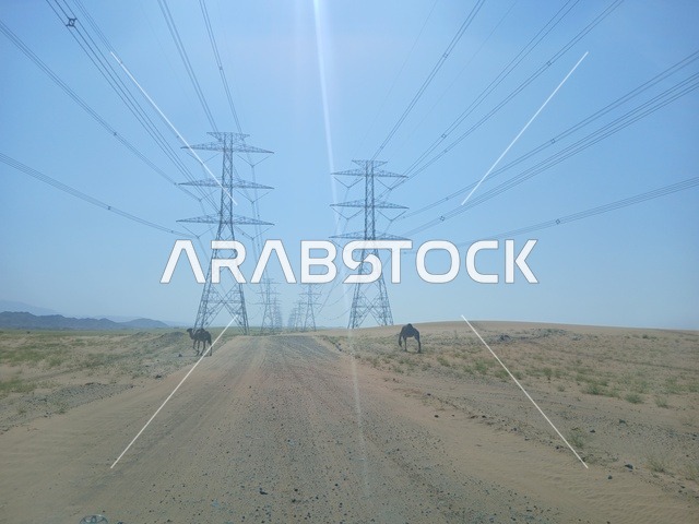 المحميات الطبيعية لرعي الجمال في منطقة الباحة، الاهتمام بتربية الابل في دول الخليج العربي، رعاية المواشي والثدييات في المملكة العربية السعودية، مجموعة من النوق العربية الاصيلة فوق الرمال الذهبية في الصحراء وقت النهار