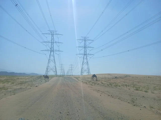 المحميات الطبيعية لرعي الجمال في منطقة الباحة، الاهتمام بتربية الابل في دول الخليج العربي، رعاية المواشي والثدييات في المملكة العربية السعودية، مجموعة من النوق العربية الاصيلة فوق الرمال الذهبية في الصحراء وقت النهار