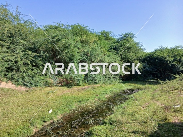 Famous tourist natural landscapes in the Kingdom of Saudi Arabia, areas for enjoyable family trips and tours, the green trees and plants in Al-Baha Province, the natural places and regions.