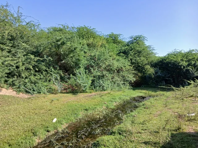 Famous tourist natural landscapes in the Kingdom of Saudi Arabia, areas for enjoyable family trips and tours, the green trees and plants in Al-Baha Province, the natural places and regions.