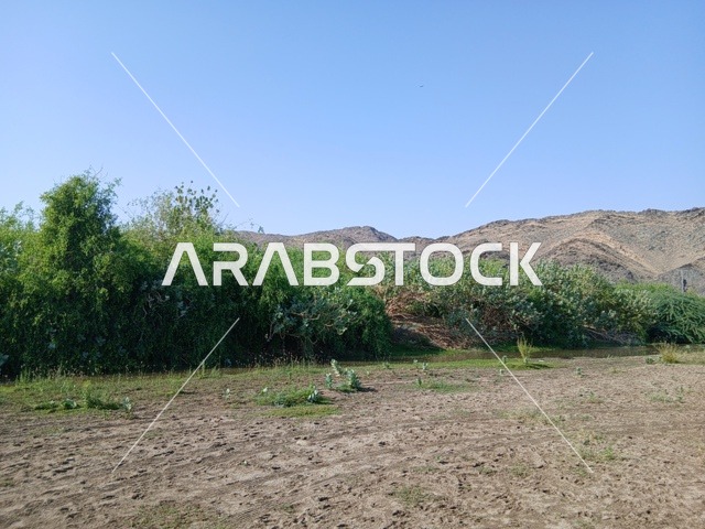 Famous tourist natural landscapes in the Kingdom of Saudi Arabia, areas for enjoyable family trips and tours, the green trees and plants in Al-Baha Province, the natural places and regions.