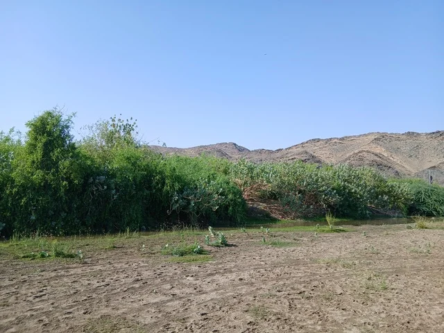 مناظر طبيعية سياحية مشهورة في المملكة العربية السعودية، مناطق للرحلات والجولات العائلية الممتعة، الأشجار والنباتات الخضراء في محافظة الباحة، الاماكن والمناطق الطبيعية