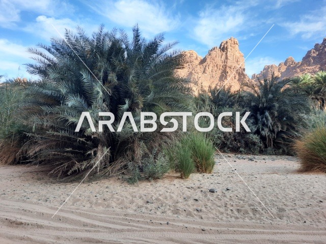 زراعة أشجار النخيل في الصحراء، المناطق الأثرية التاريخية القديمة، الاعشاب الجافة في المناطق الصحراوية، رحلات السفاري والأنشطة الترفيهية الممتعة، الأماكن السياحية في المناطق الصحراوية في المملكة، التشكيلات و التكوينات الصخرية في وسط صحراء السعودية