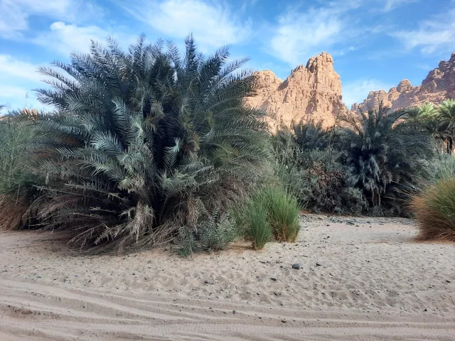 Planting palm trees in the desert, ancient historical archaeological sites, dry herbs in desert areas, safari trips and enjoyable recreational activities, tourist attractions in the desert areas of the Kingdom, rock formations and structures in the middle of the Saudi desert.