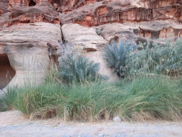 التكوينات والتشكيلات الصخرية في وسط صحراء السعودية، المناطق الأثرية التاريخية القديمة، الاعشاب والنباتات في المناطق الصحراوية، رحلات السفاري والأنشطة الترفيهية الممتعة، الأماكن السياحية في المناطق الصحراوية في المملكة