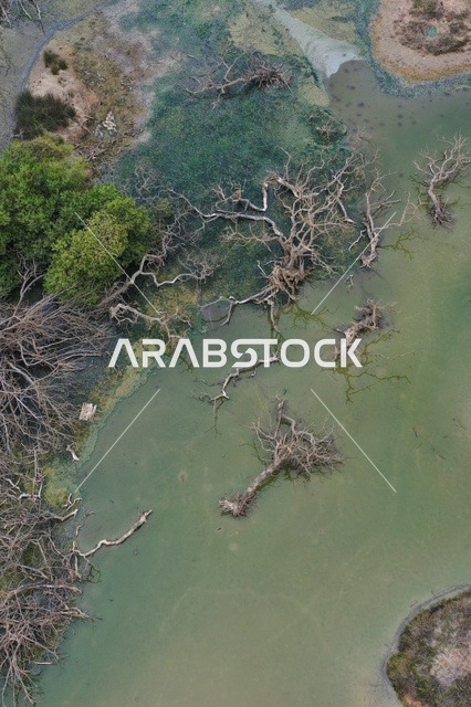 Dry and dead tree trunks and branches, algae and sediments in the waters of the waterfalls, natural waterfalls, planting trees and green plants, famous cities and tourist places, distinctive landscapes in the Sultanate of Oman, Ain Athum in Dhofar Governorate.